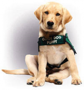 Service animal with vest